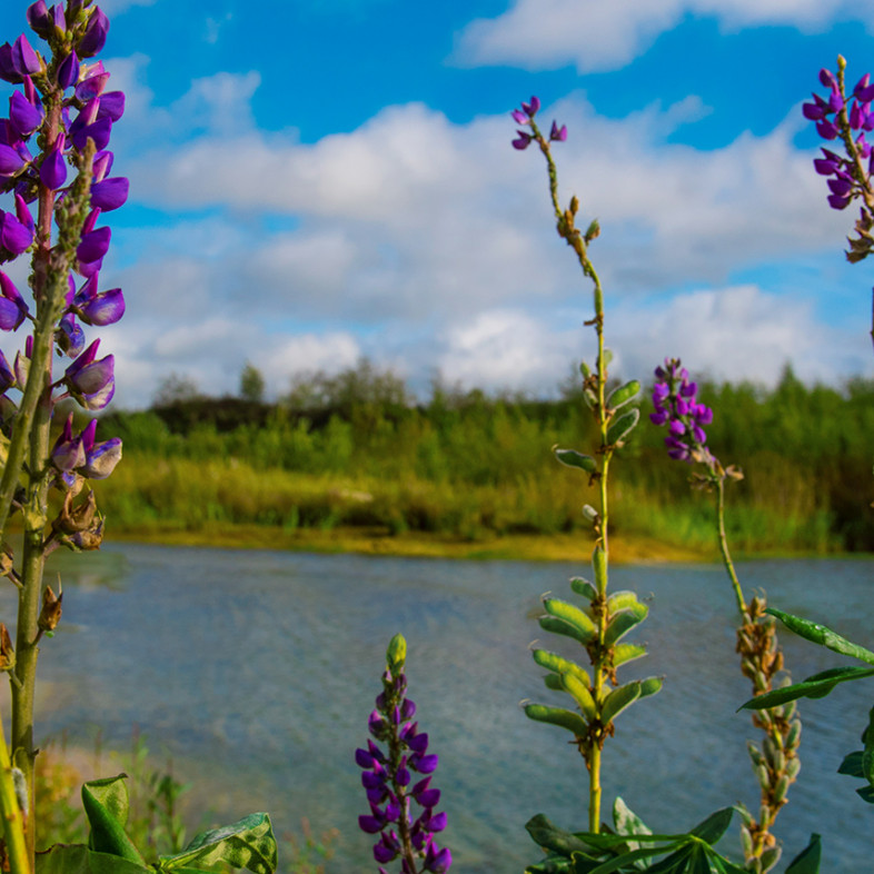 Lilafarbene Lupinus formosus am See