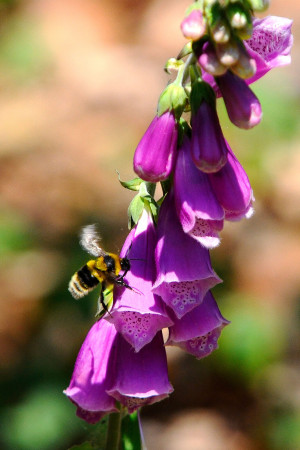 Hummel auf einer Fingerhutpflanze