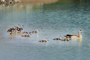 Enten auf einem See in Wemb