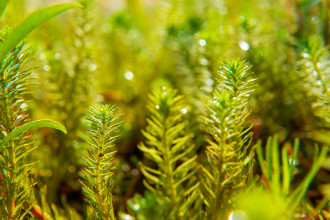 Nahaufnahme einer Biotopspflanze